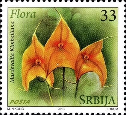 Masdevallia Kimballiana
