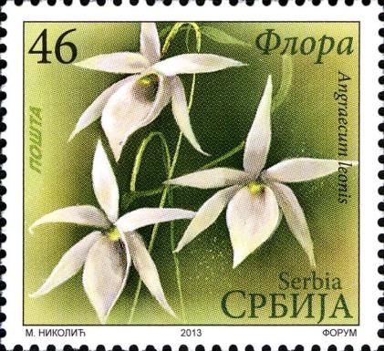 Angraecum leonis
