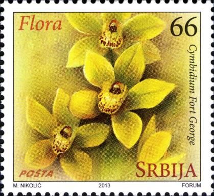 Cymbidium Fort George