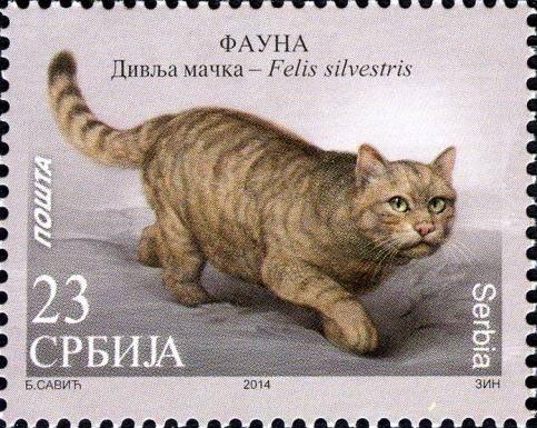 Wildcat (Felis silvestris)