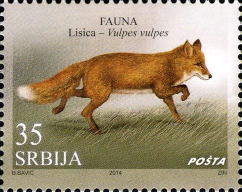 Red Fox (Vulpes vulpes)