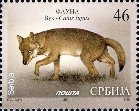 Wolf (Canis lupus)