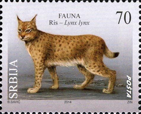 Eurasian Lynx (Lynx lynx)
