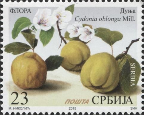 Quince (Dunja)-Cydonia oblonga Mill.
