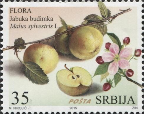 Apple (Jabuka budimka) - Malus Sylvestris L.