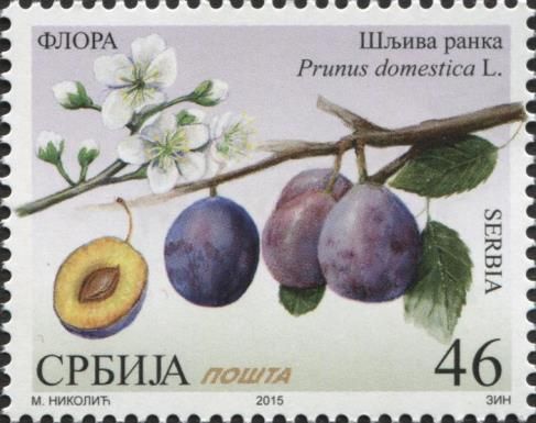 Plum (Šljiva ranka) - Prunus domestica L.
