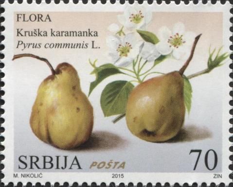 Pear (Kruška karamanka) - Pyrus communis L.