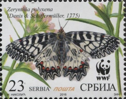 Southern Festoon (Zerynthia polyxena)