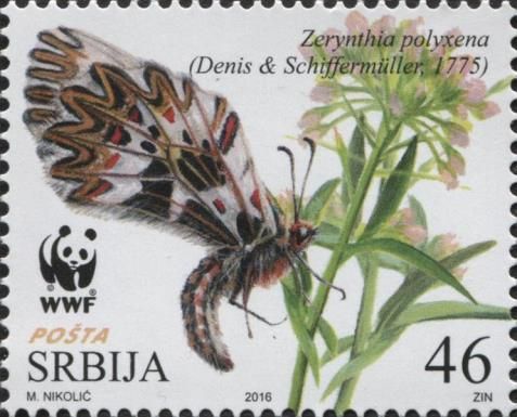 Southern Festoon (Zerynthia polyxena)