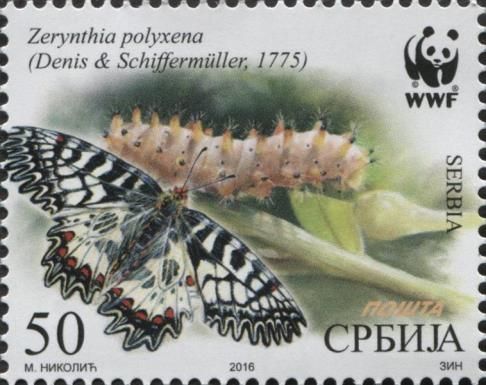 Southern Festoon (Zerynthia polyxena)