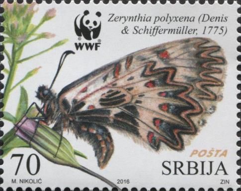 Southern Festoon (Zerynthia polyxena)