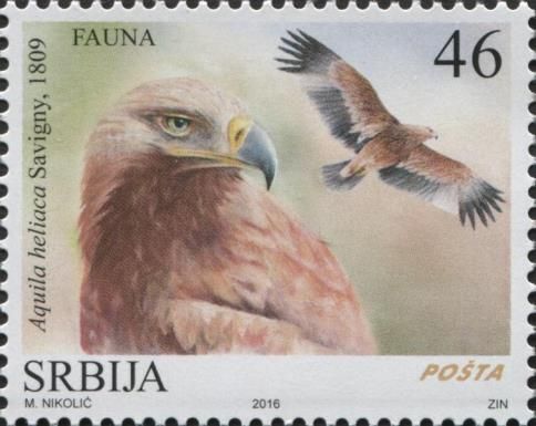 Eastern Imperial Eagle (Aquila heliaca)