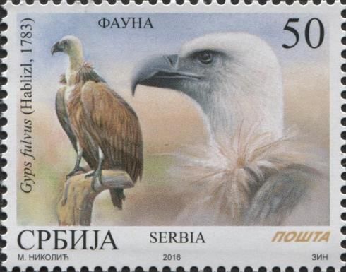 Griffon Vulture (Gyps fulvus)