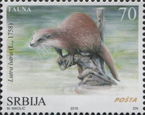 Eurasian Otter (Lutra lutra)