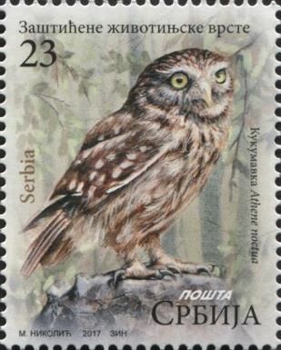 Little owl - Athene noctua