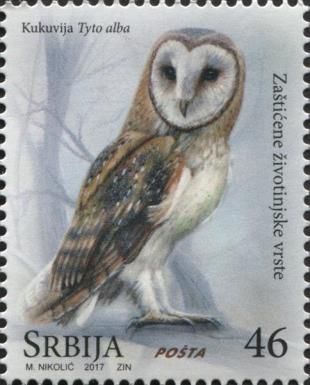 Barn owl - Tyto alba