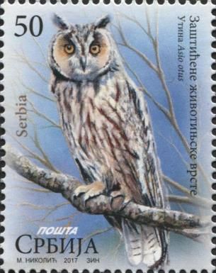 Long-eared owl - Asio otus