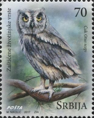 Scops owl - Otus scops