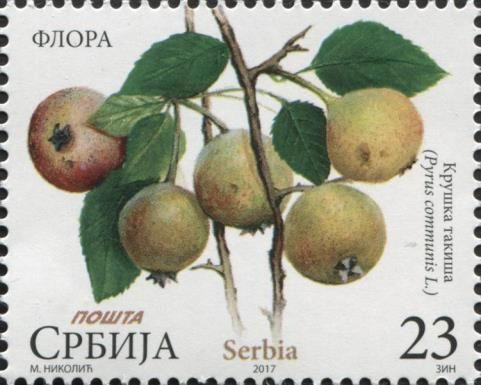 Pyrus communis L.