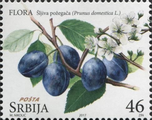 Šljiva požegača - Prunus domestica L.