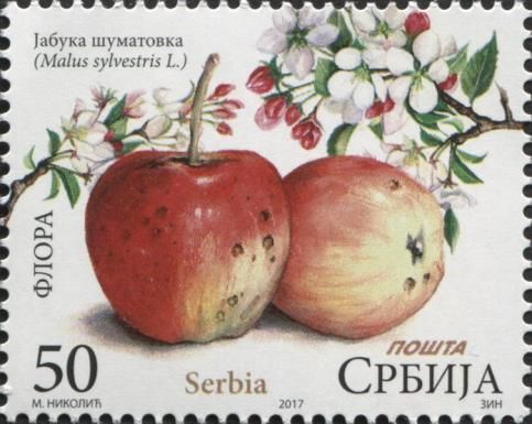 Jabuka šumatovka - Malus sylvestris L.