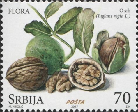 Walnut (Juglans regia L.)