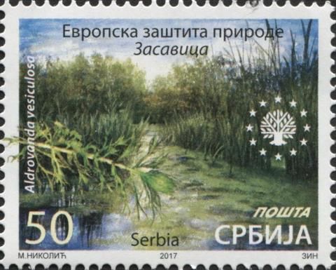 Zasavica - Aldrovanda vesiculosa