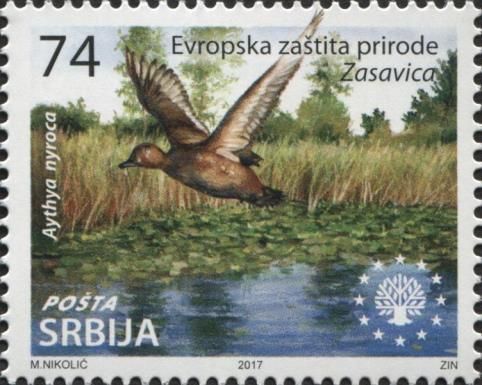 Zasavica - Aythya nyroca
