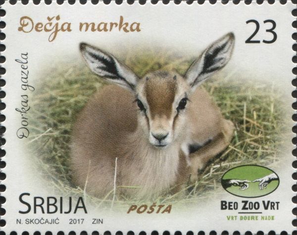 Beo ZOO - Dorkas gazela