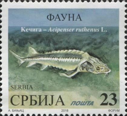 Sterlet (Acipenser ruthenus)
