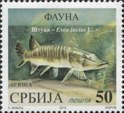 Štuka - Esox lucius L.