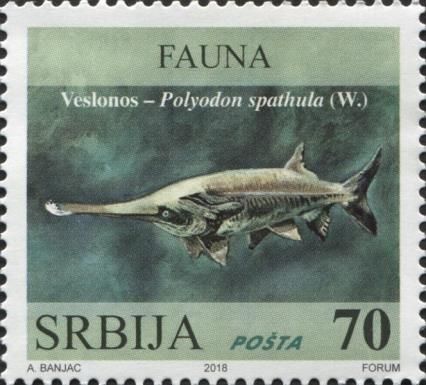 Veslonos - Polyodon spathula (W.)