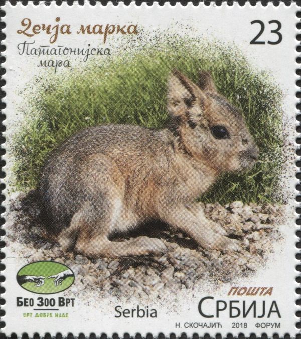 Patagonian Mara (Dolichotis patagonum)
