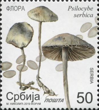 Psilocybe serbica