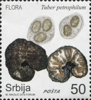 Tuber petrophilum