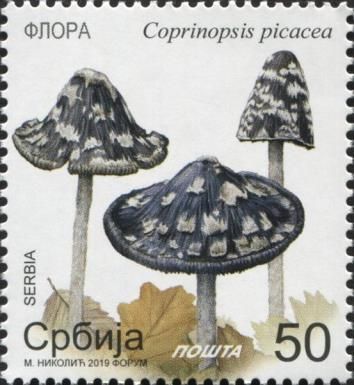 Magpie Inkcap (Coprinopsis picacea)