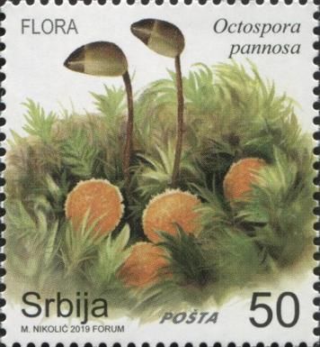 Octospora pannosa