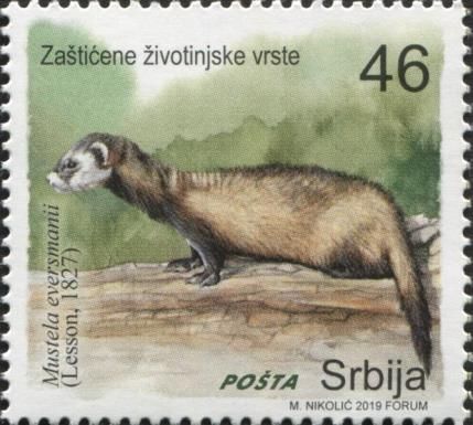 Steppe Polecat (Mustela eversmanii)