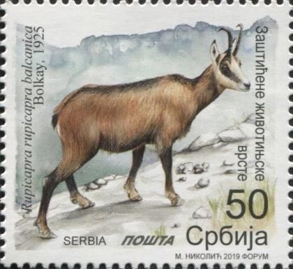 Balkan Chamois (Rupicapra rupicapra balcanica)
