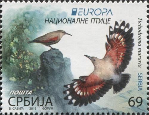 Wallcreeper (Tichodroma muraria)