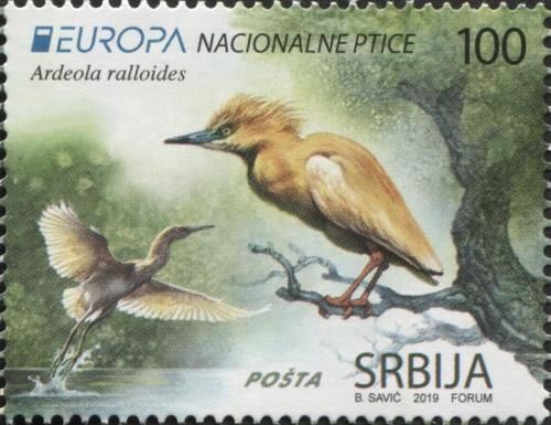 Squacco Heron (Ardeola ralloides)