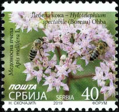 Showy Stonecrop (Hylotelephium spectabile)