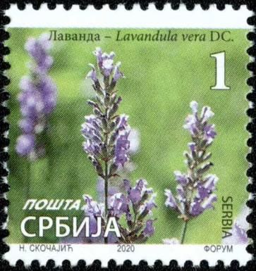 Lavender (Lavandula vera DC)