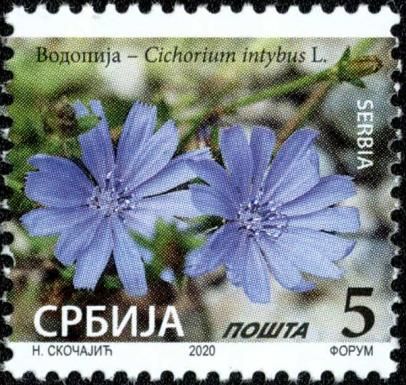 Common Chicory (Cichorium intybus)
