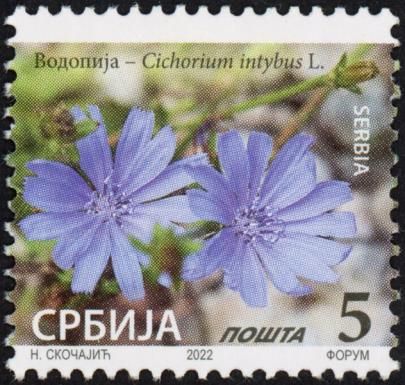 Common Chicory (Cichorium intybus) (2022 Imprint)