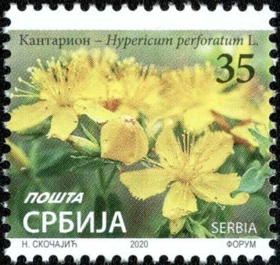 St. John's Wort (Hypericum perforatum)
