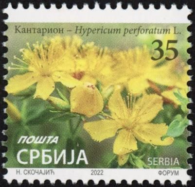St. John's Wort (Hypericum perforatum) (dated 2022)