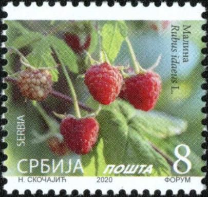 Raspberry (Rubus idaeus L.)