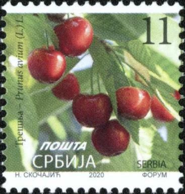 Cherry (Prunus avium (L.) L.)