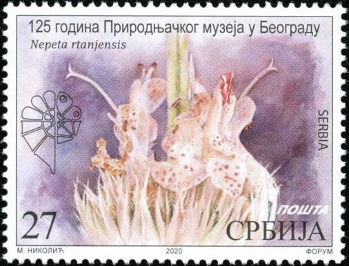 Rtanjska metvica (Nepeta rtanjensis)